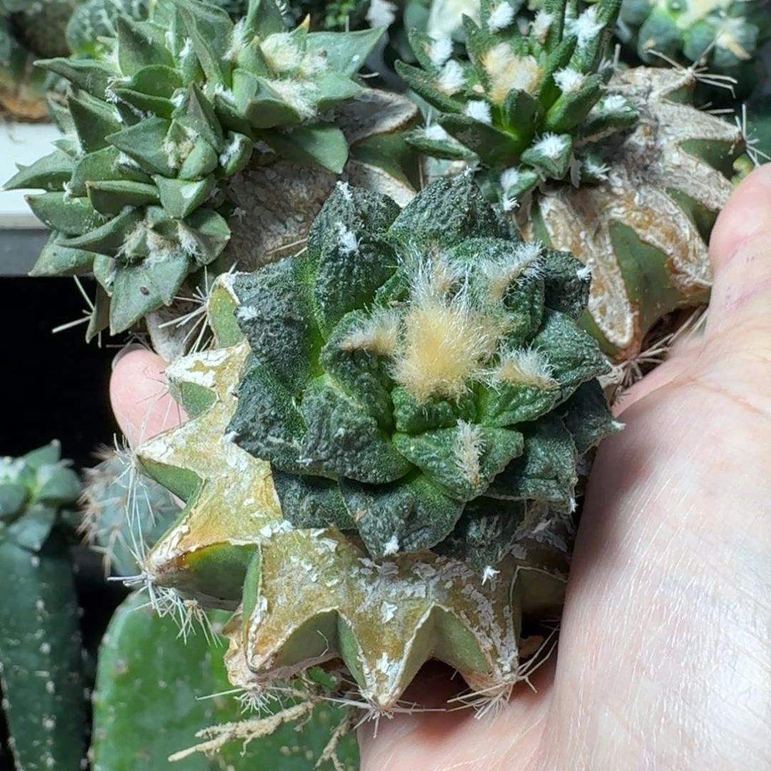 【闪购商品】无花朵福利三颗牡丹539