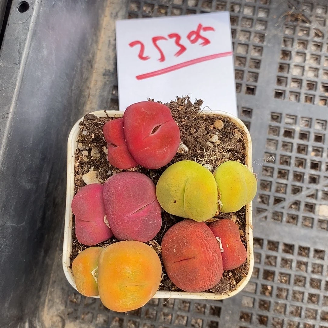 25305。      一组。