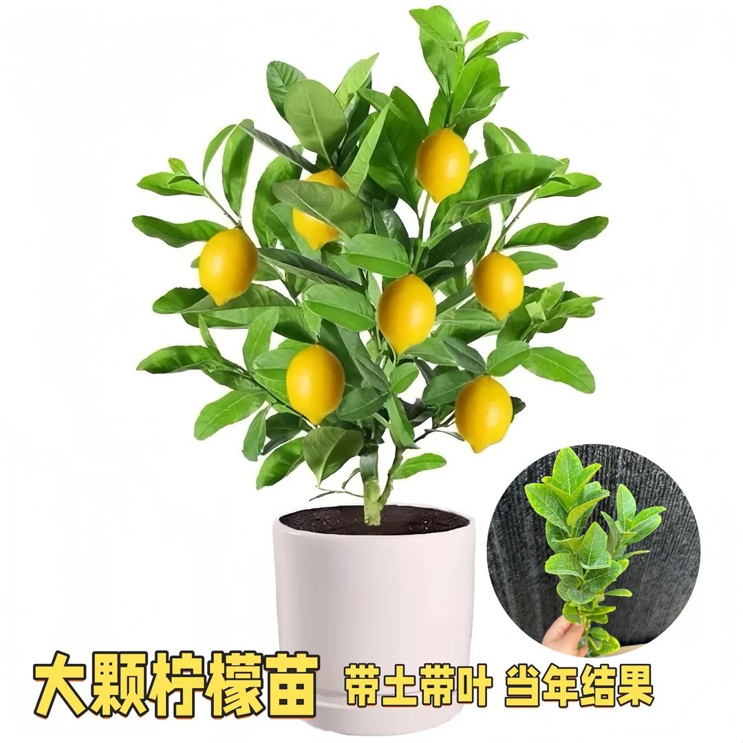 四季香水柠檬苗当年开花结果南北方种无籽青柠檬苗可食用盆栽地栽