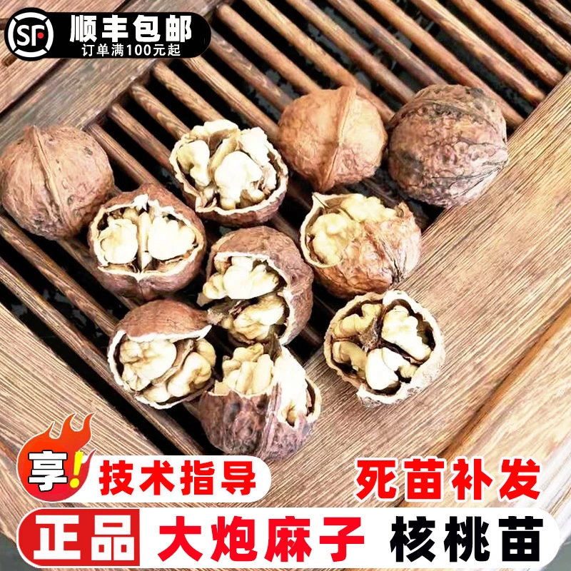 核桃树果苗嫁接云南漾濞大泡麻子薄皮核桃树苗纸皮核桃苗盆栽地栽