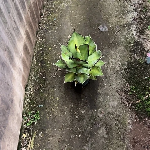 苍***呀黑火焰仁王冠植物