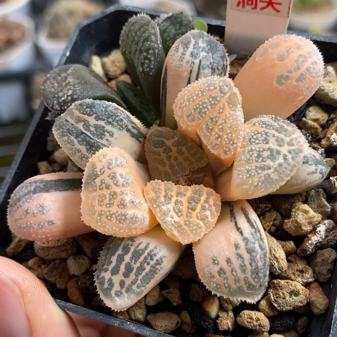 355糊斑摩多寿锦，，，
