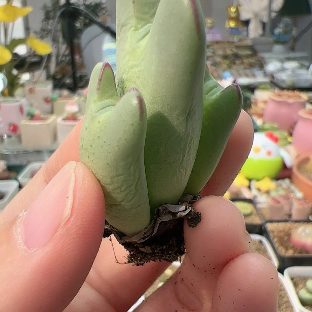 【闪购商品】385 秒