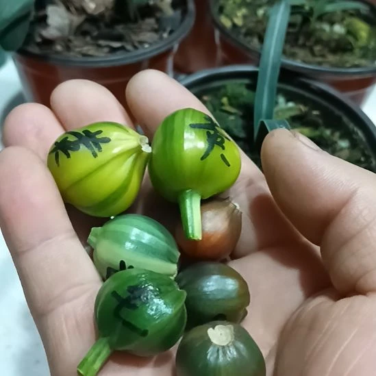 人***常无花朵君子兰小苗君子兰小苗君子兰小苗君