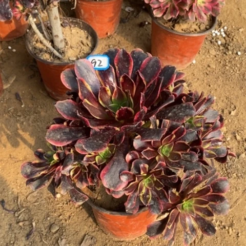 欧嘉莉捧花一物一拍