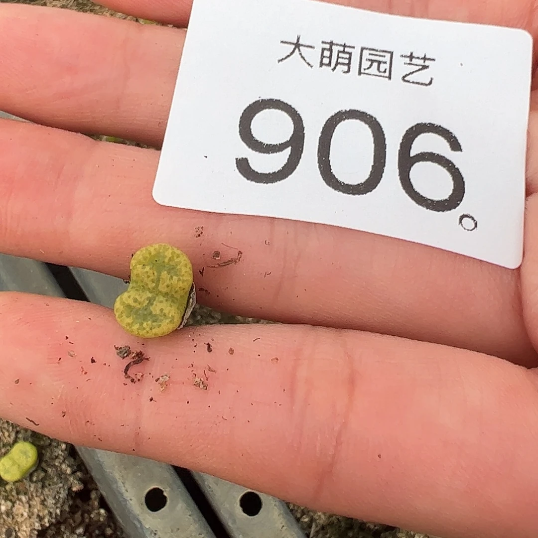 迷***圈一物一拍。     906