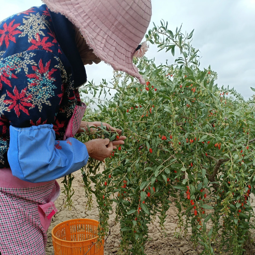 2025年靖远头茬红枸杞 袋装(中果)可干吃泡茶泡酒熬稀粥