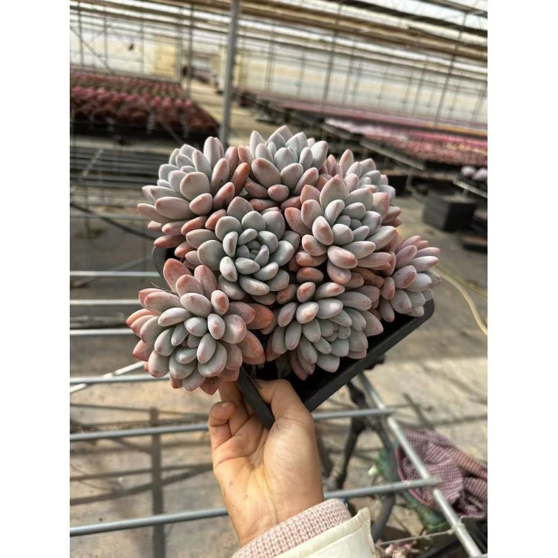 20#香水多肉植物    前男友精品多肉