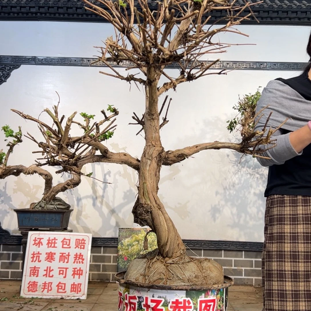 完全开放金银花8888