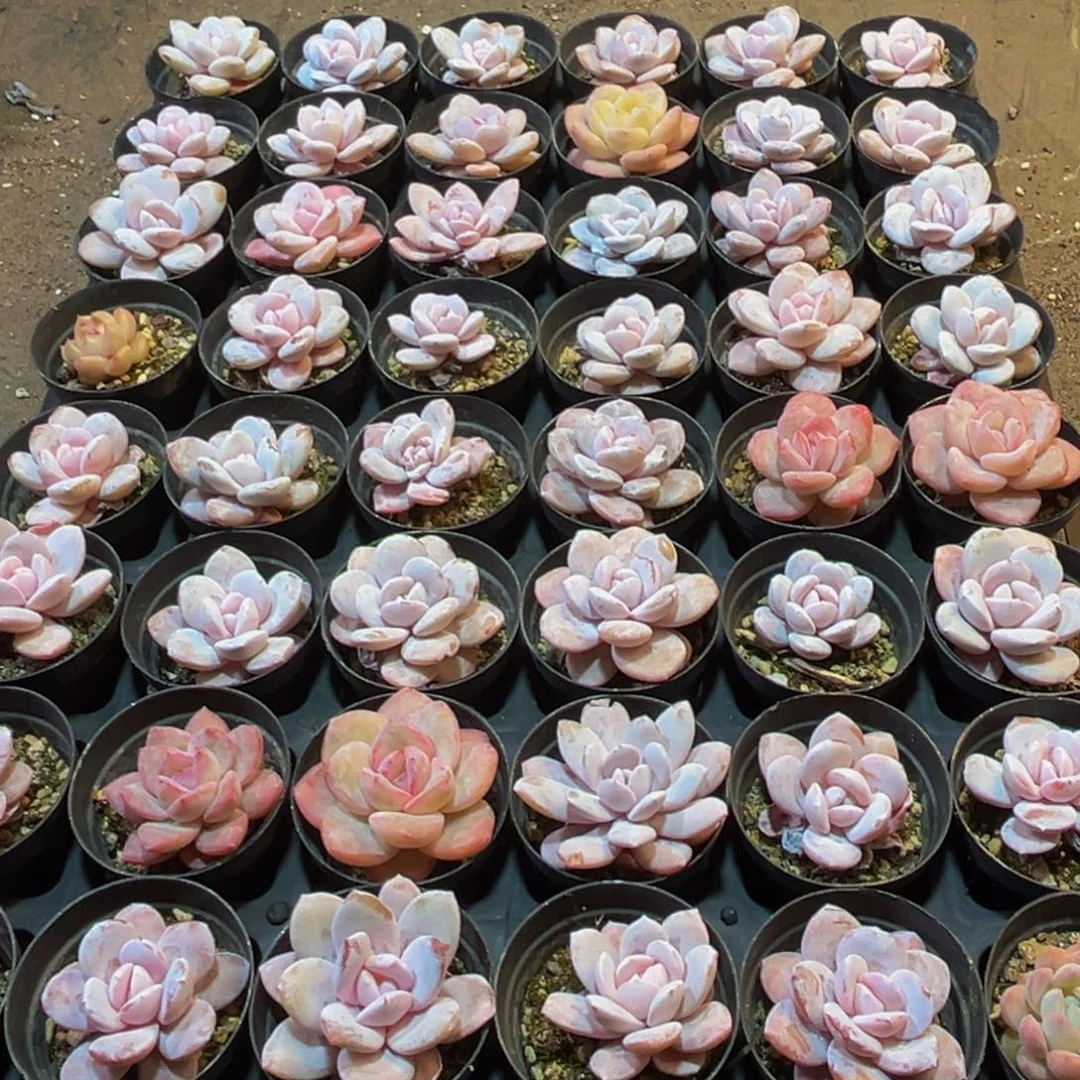 698小反反复复哥哥从v
