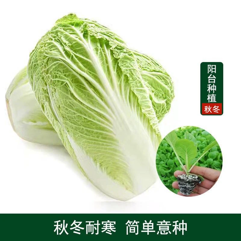 秋季冬储大白菜幼苗种子高产耐寒抗病可四季播种可阳台盆栽地栽