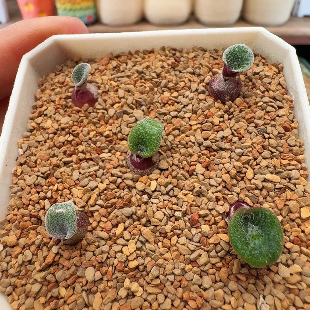 多肉植物福利风铃刺叶立金花