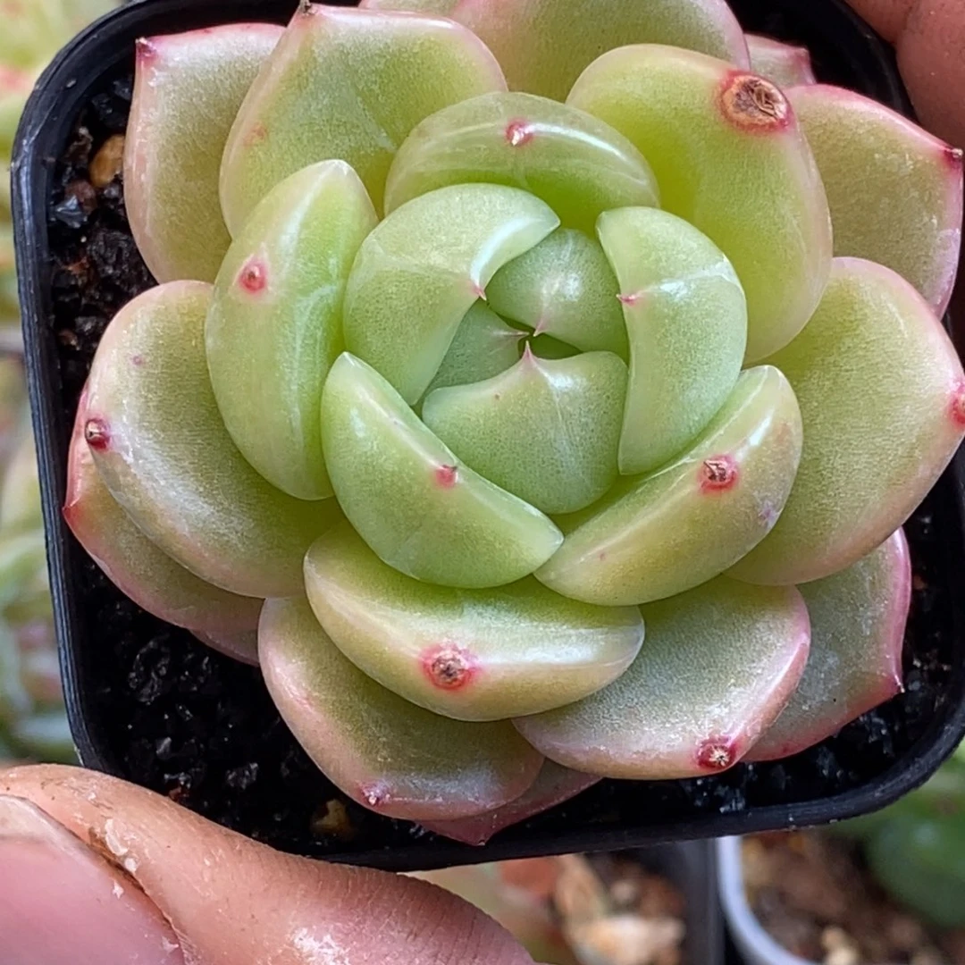 天官赐福百无禁忌