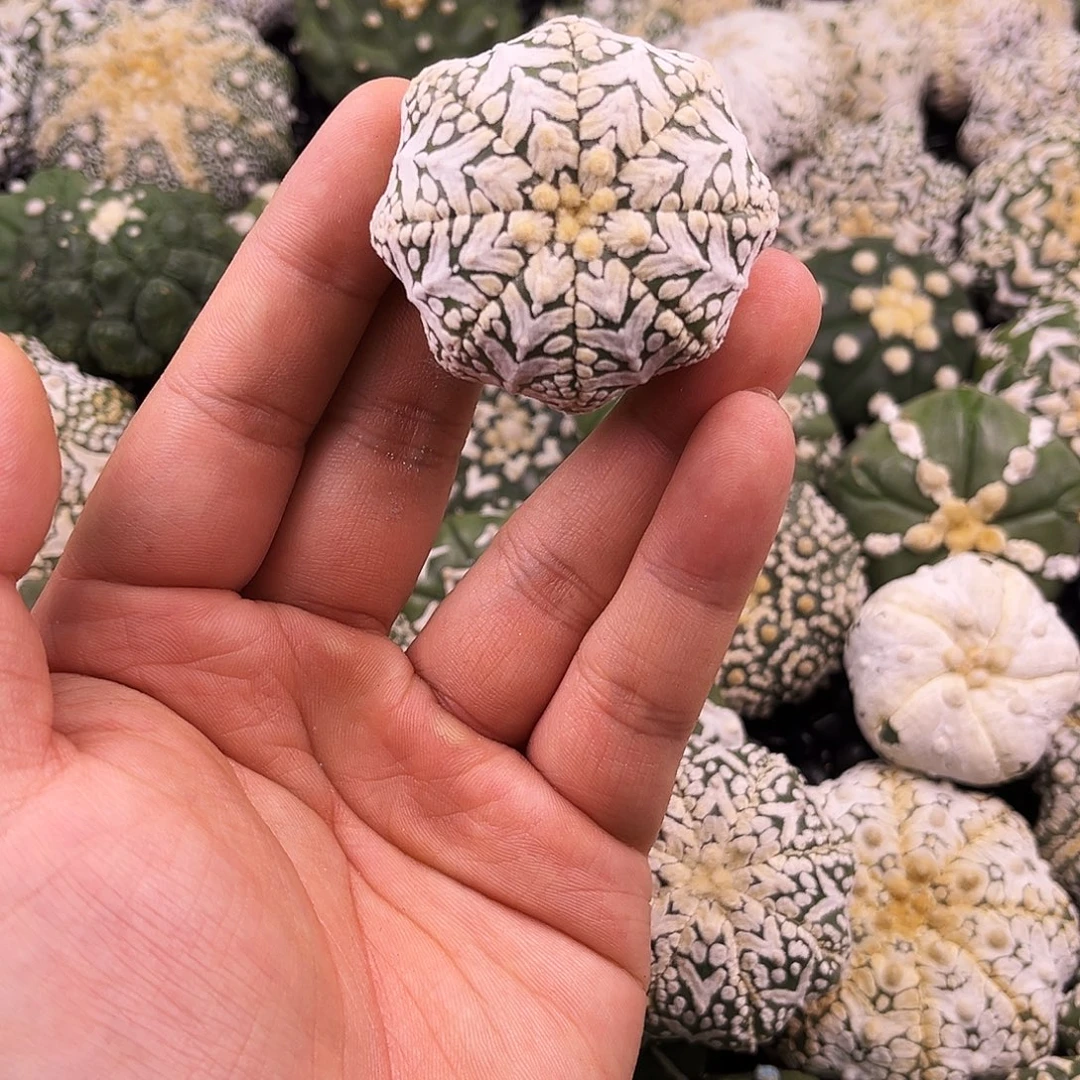 哈哈哈哈哈哈哈ｖ兜兜兜