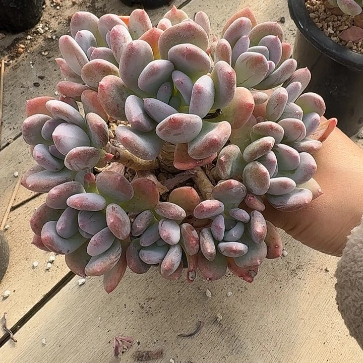 灰姑娘多肉植物的生长