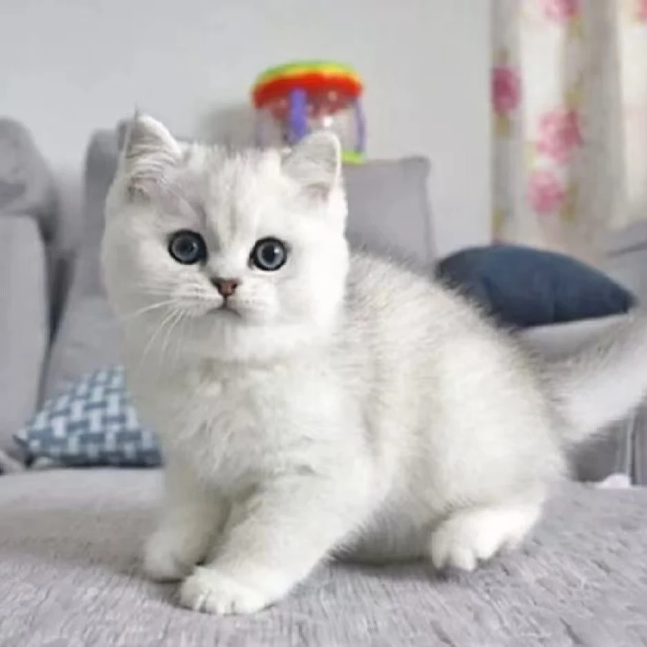 【香蕉专用】猫咪直播挑选一对一包邮银渐层蓝猫金渐层乳白起司蓝白