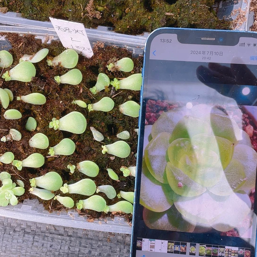 无尽灯芝麻苗一个满25包邮