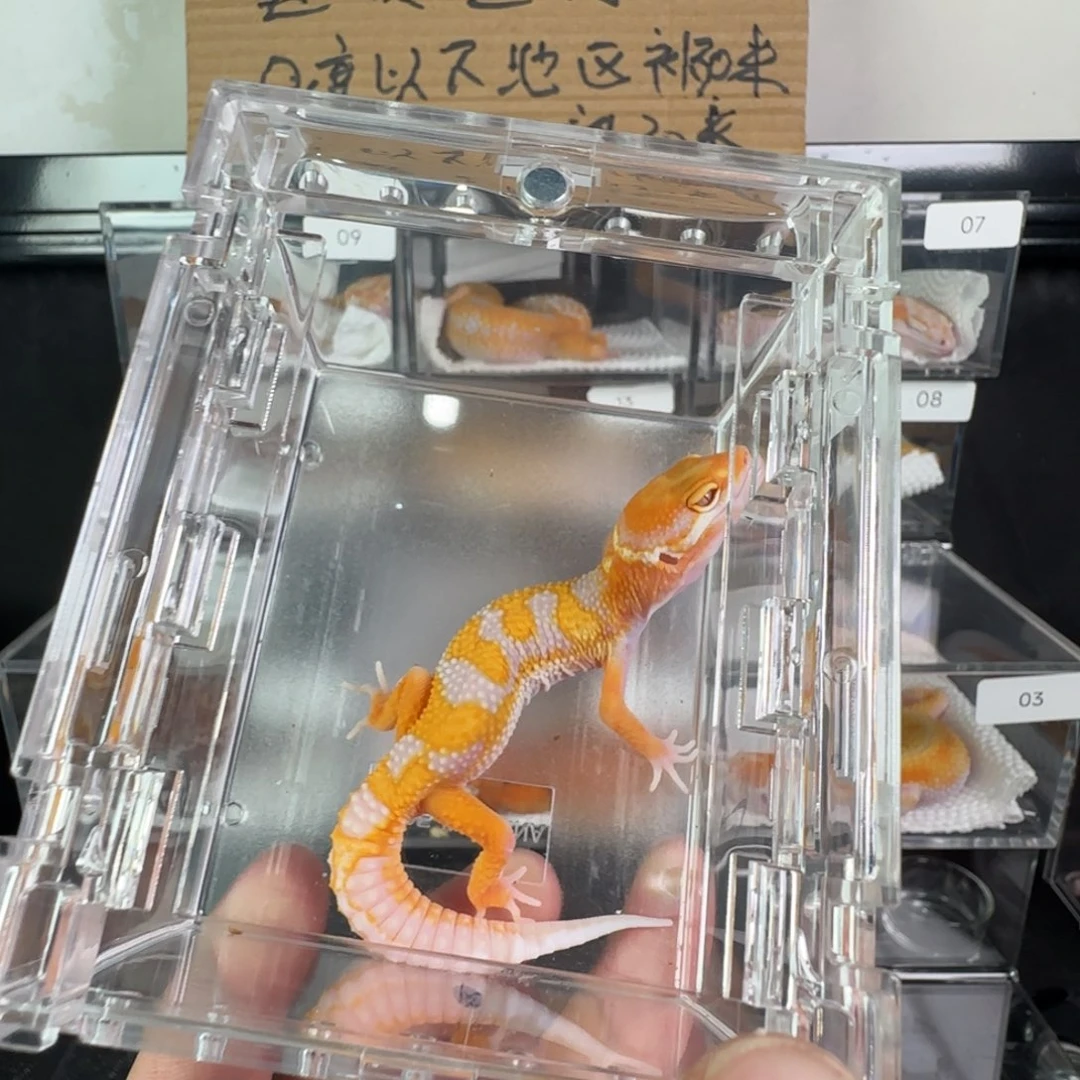 豹纹守宫选育暴龙一只