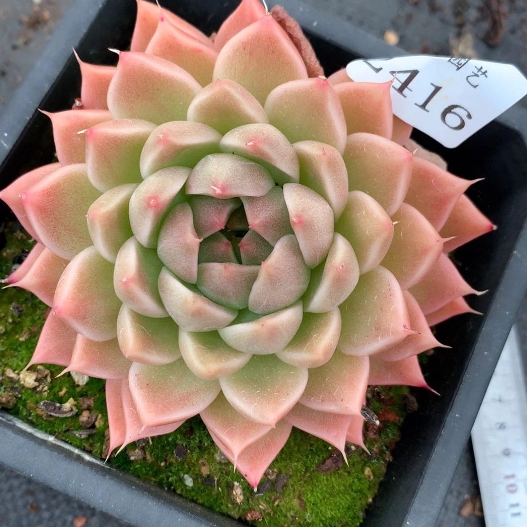 2416杂交多肉老桩