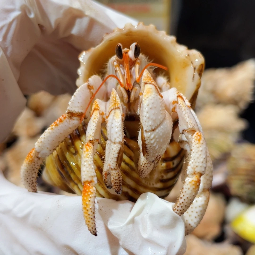 蜗居异宠寄居蟹0393毛球