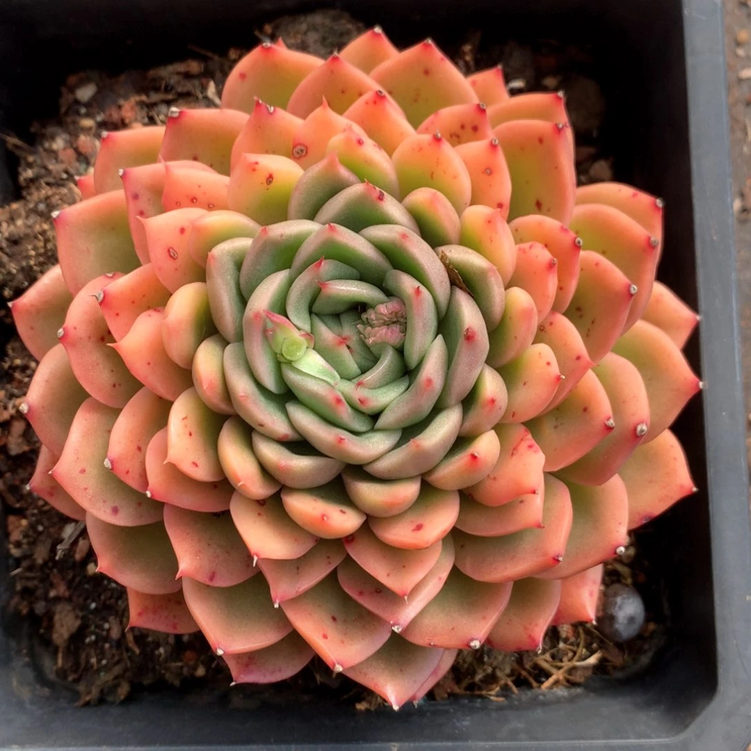 2797杂交多肉植物