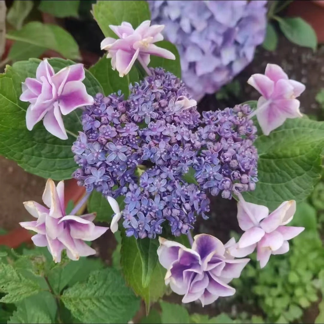 【许愿星】绣球盆栽庭院阳台新手易养护喜水花园植物