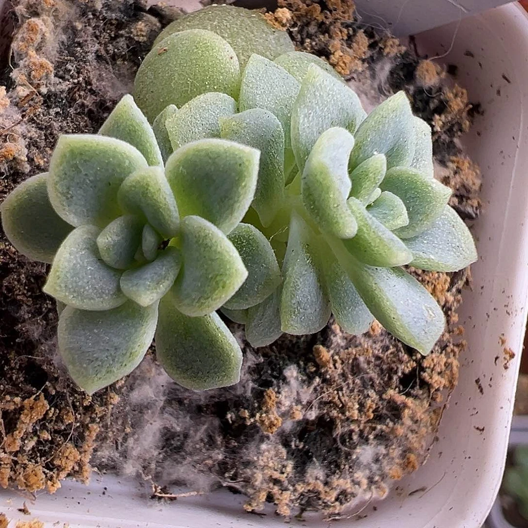 双头833一物一拍 38包邮