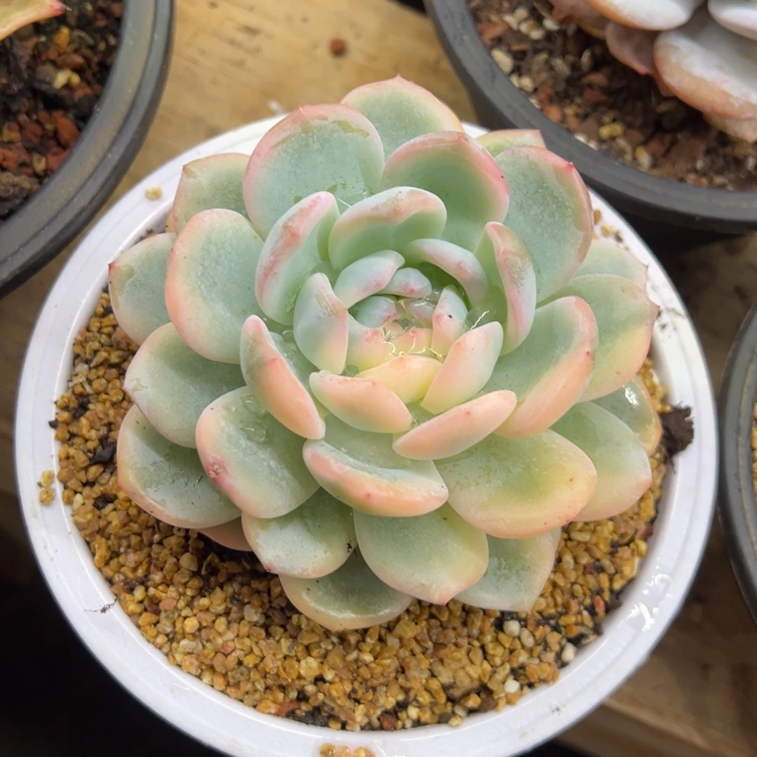 橙梦露锦 夏鸣园艺