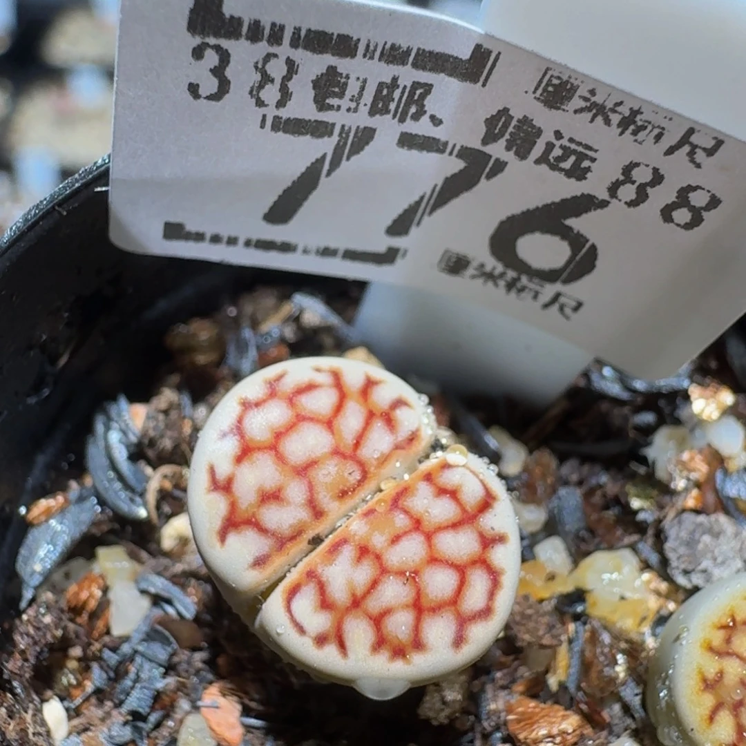 zzzz精品生石花776高特