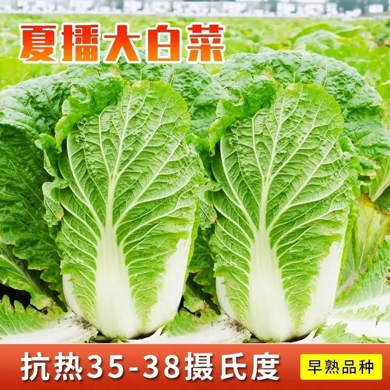 夏阳白菜种子50天早熟耐高温一年四季抗热大白菜种籽农家蔬菜种子