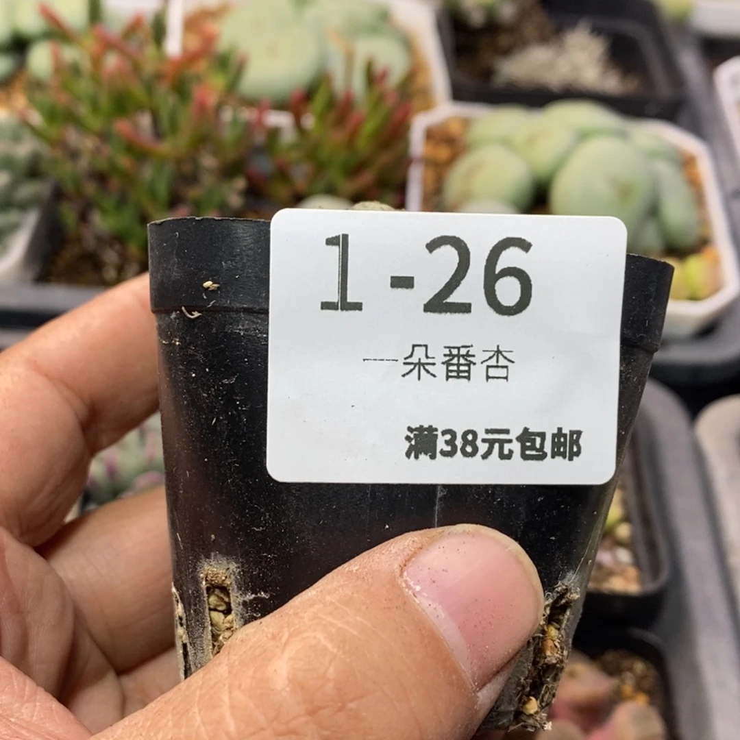 ?***?26586668888888888
