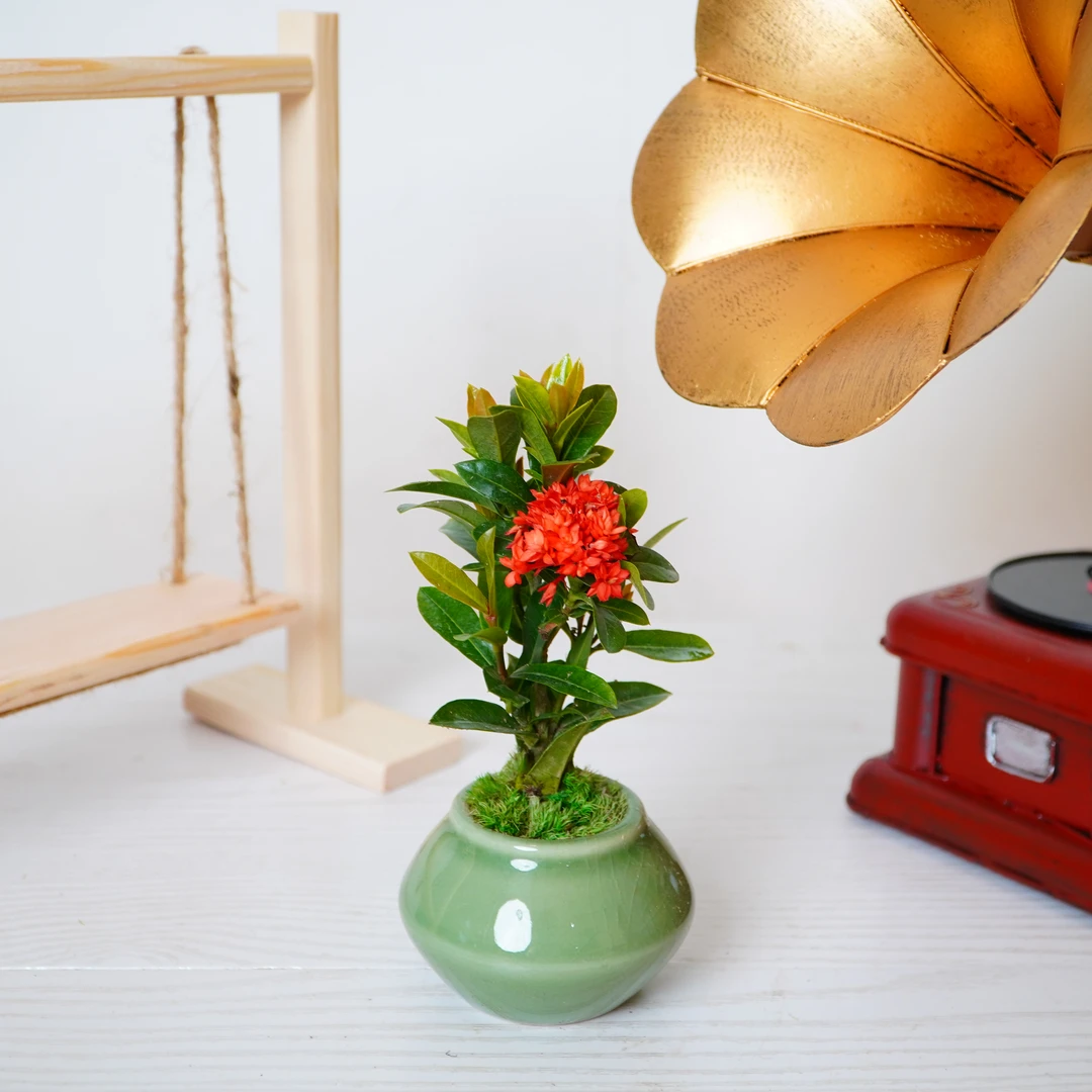 龙船花新中式室内绿植花卉办公桌面绿植摆件