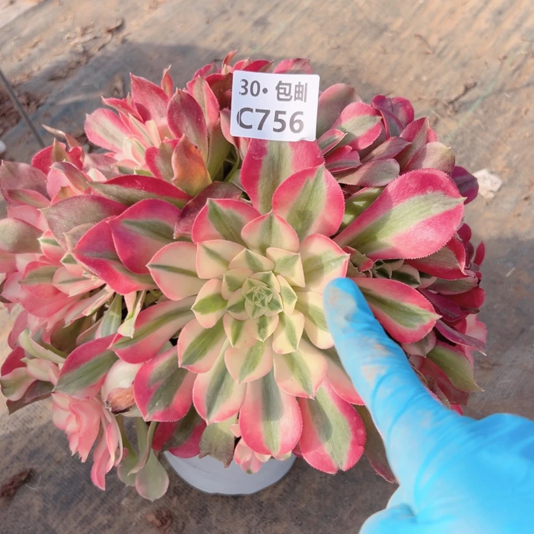 756香妃多肉法师