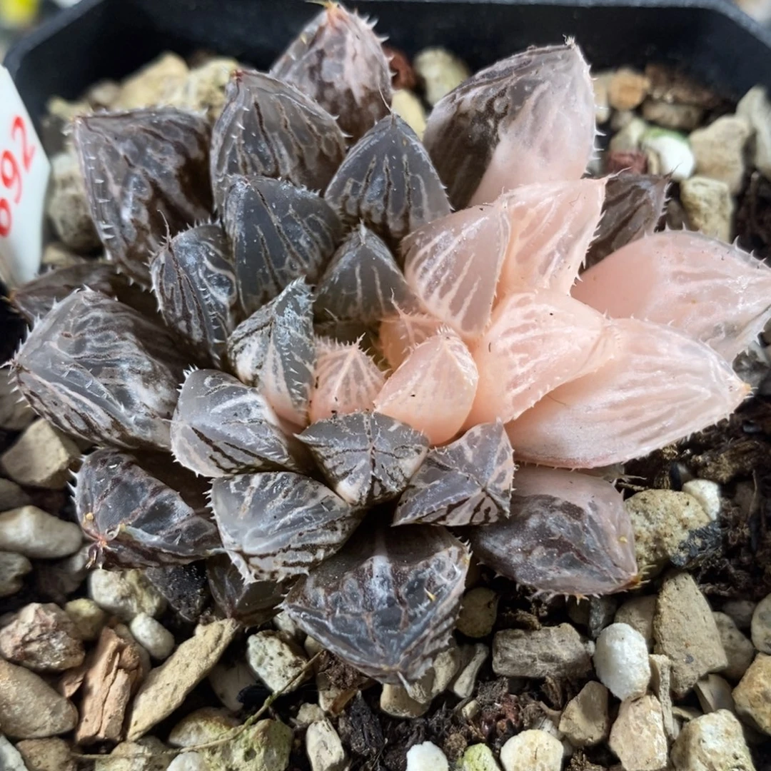 692小叶楼兰玉露锦一物一拍