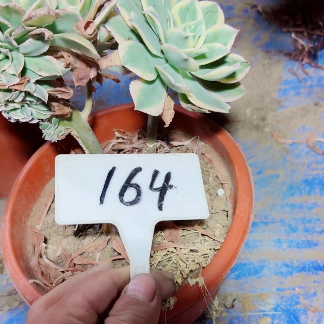 多肉植物灿烂缀花