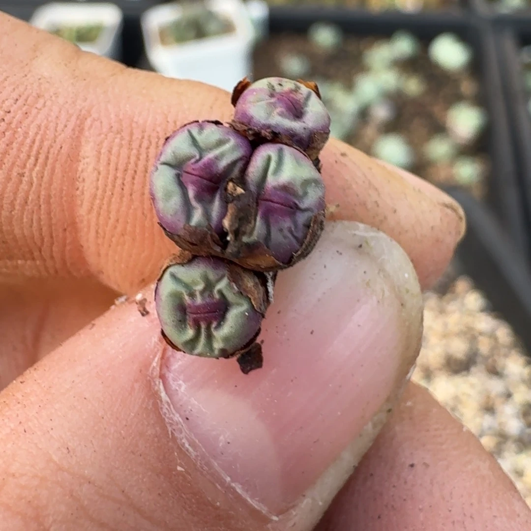 喜***丶17-117pppppopo