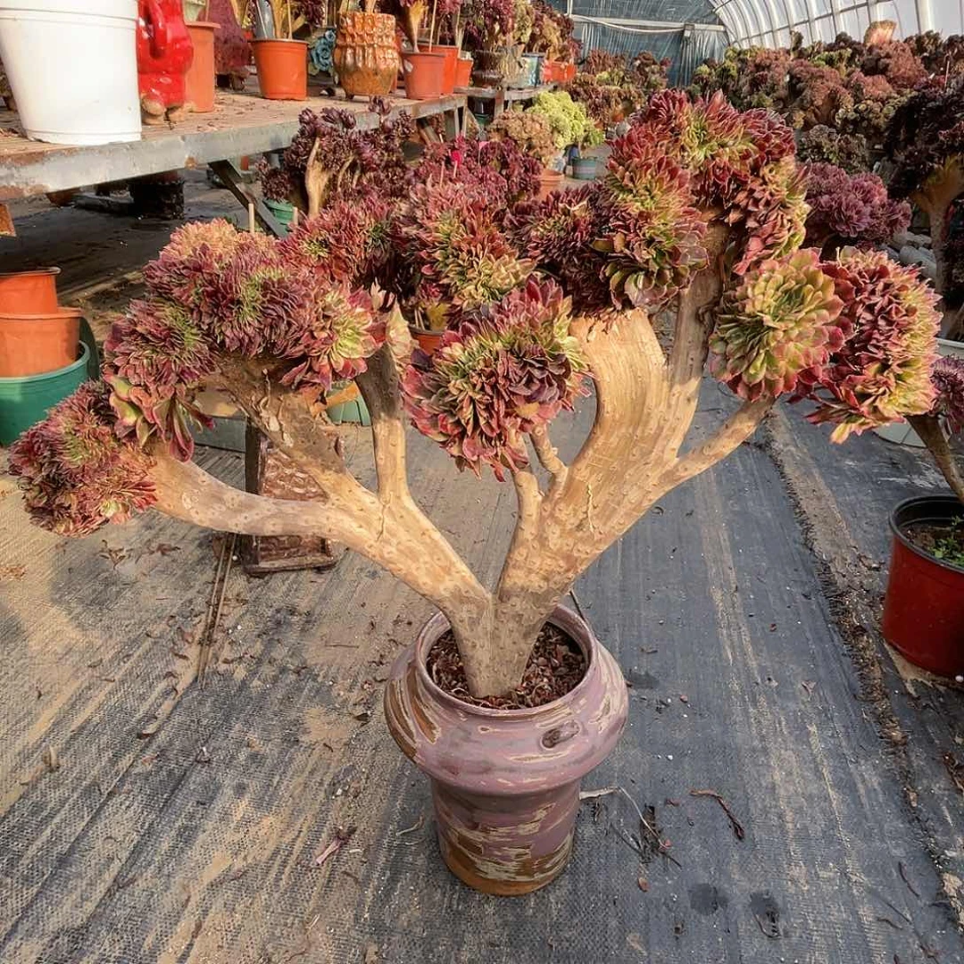 【闪购商品】无花朵水墨画