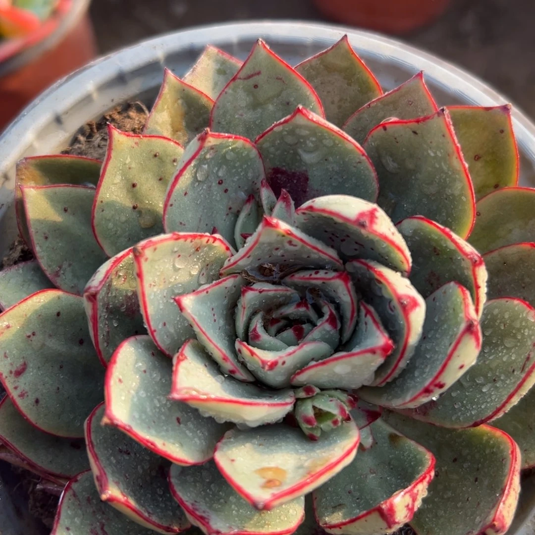 斗牛犬多肉哟哟哟哦