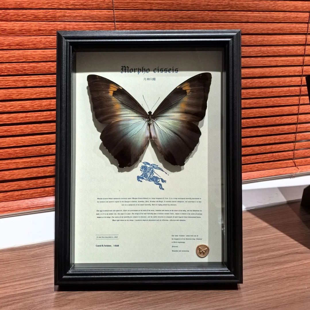 【月神闪蝶】蝴蝶标本装饰画送男生生日礼物摆件画框