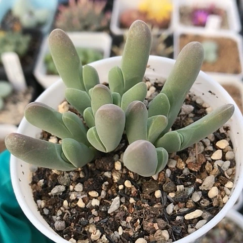 多肉肉锥 12头 小白鲨