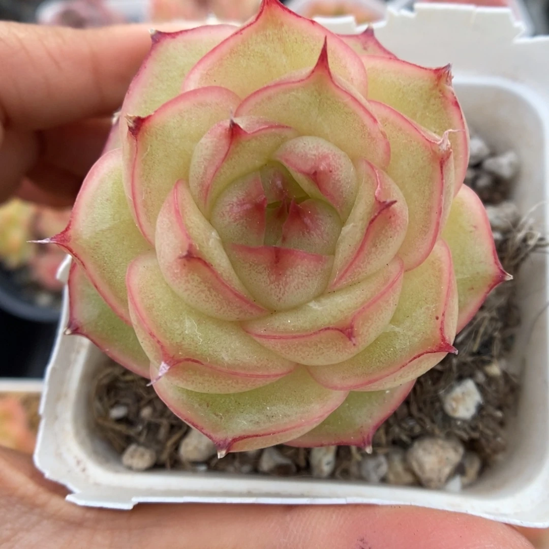 云初麦秆269号。