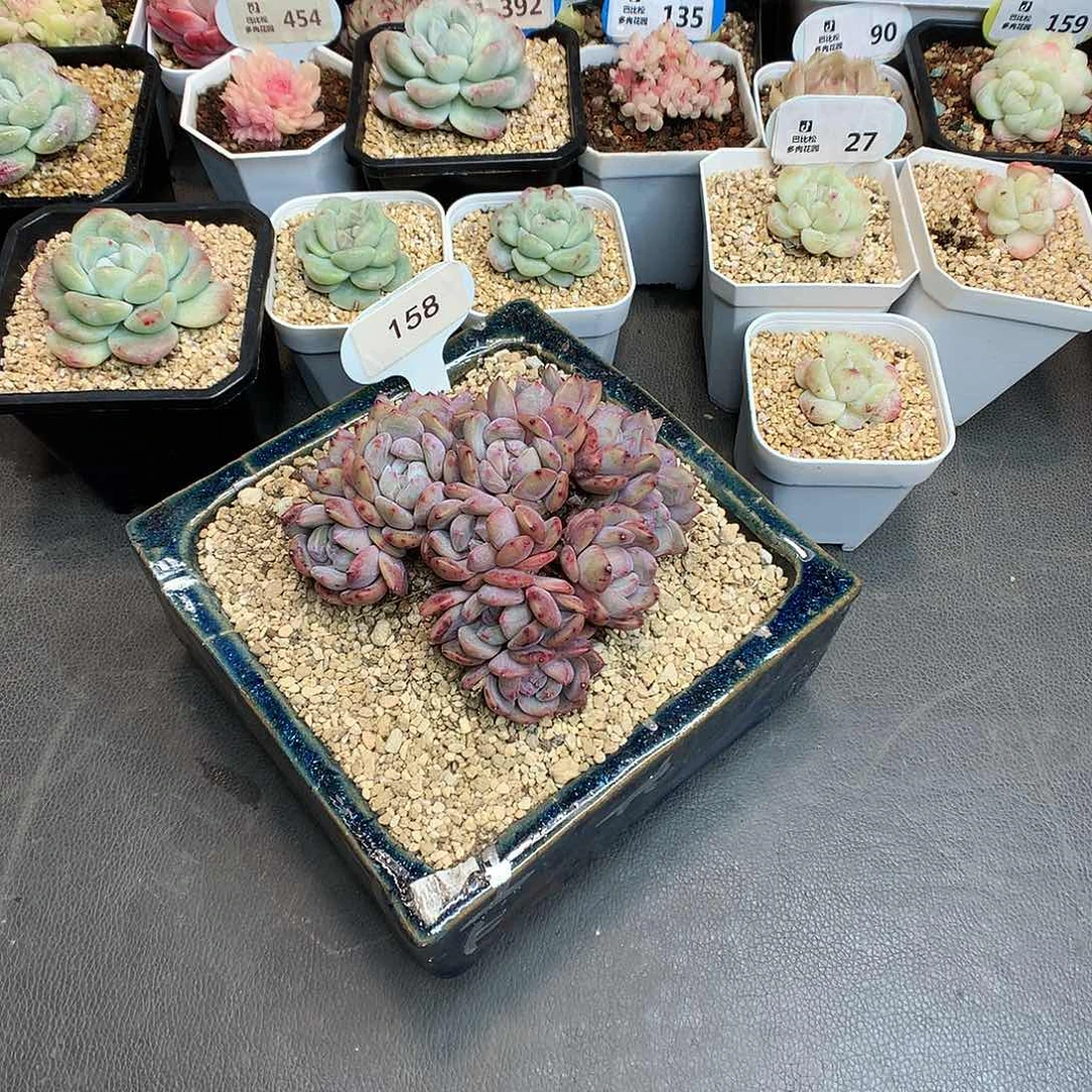 白*琛158 十级肉肉补差星影