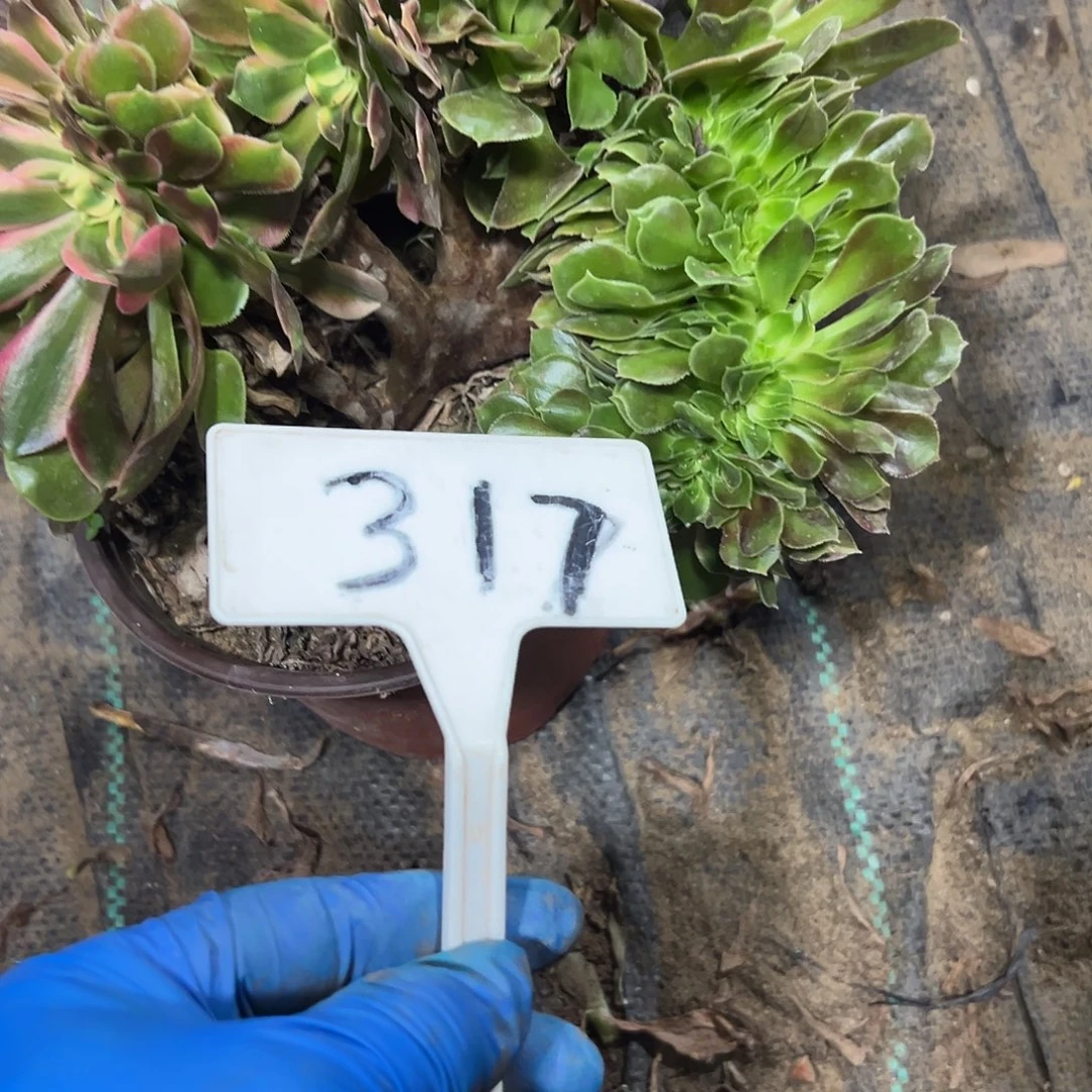 多肉植物香菲缀花317