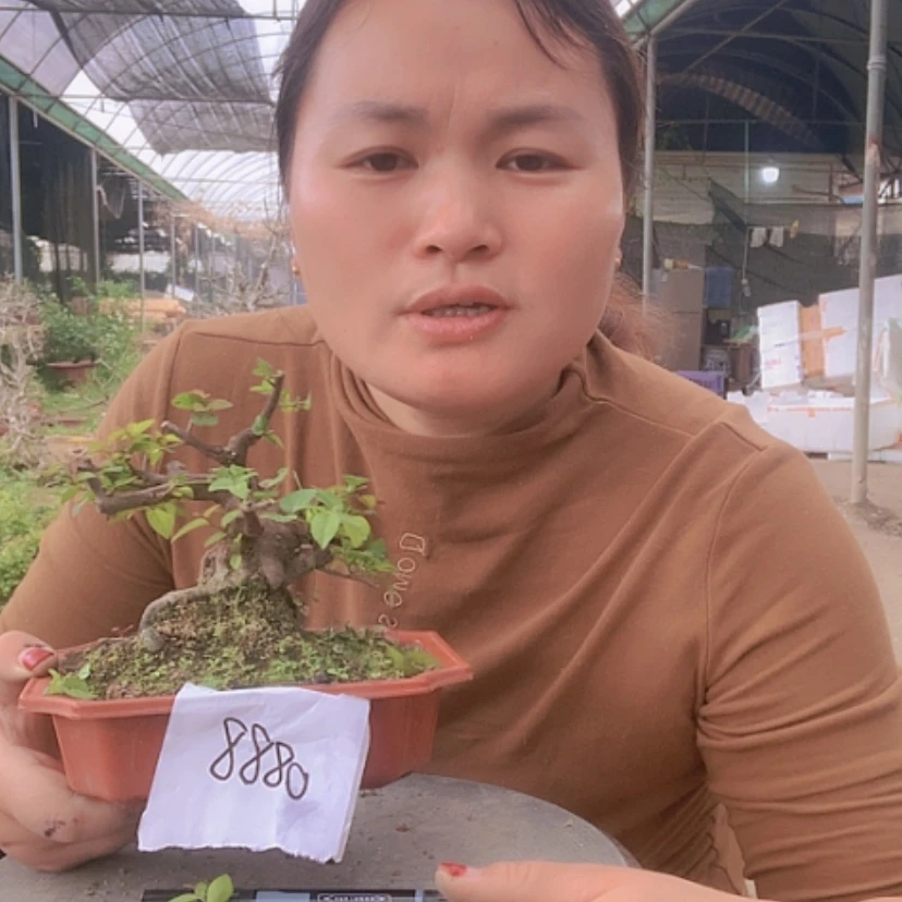 【闪购商品】榆树盆景