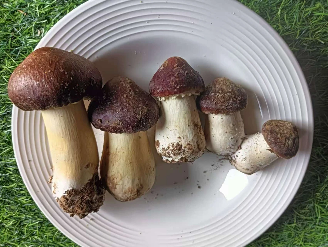 彦张村自种赤松茸现摘现发