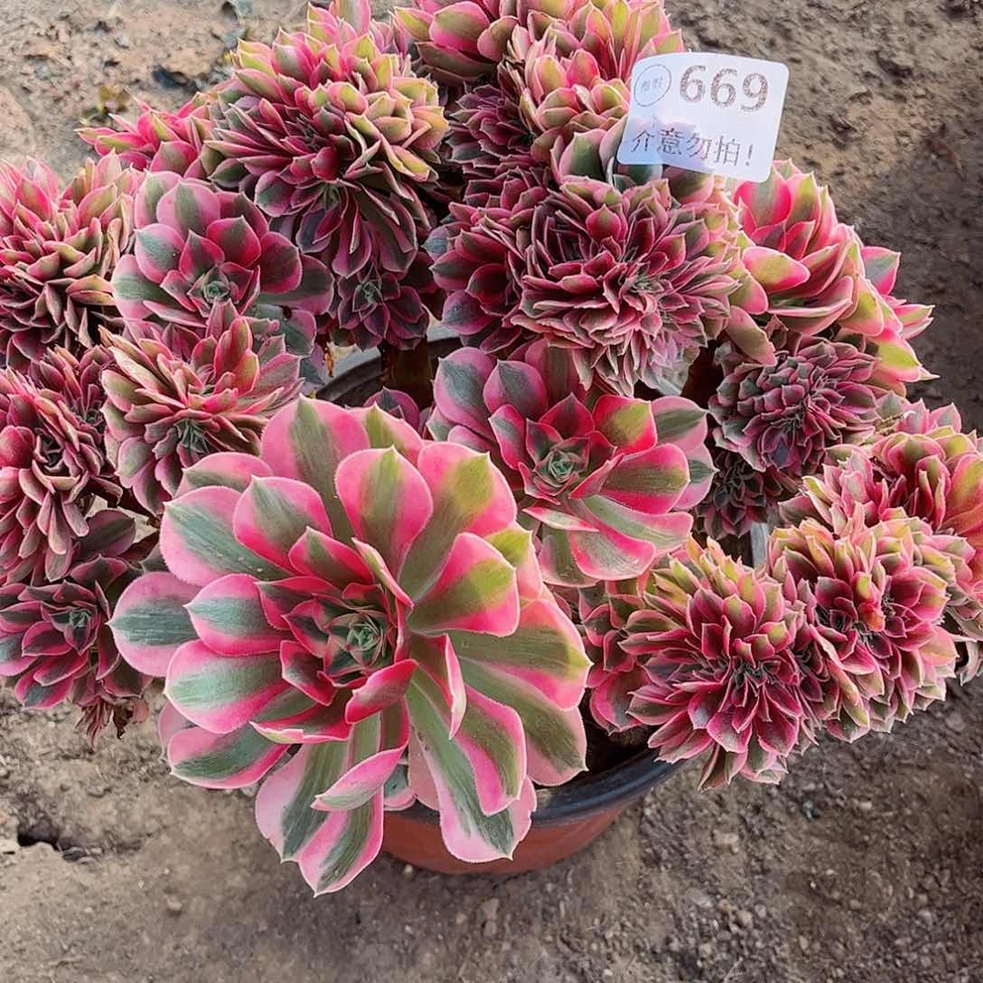 无花朵多肉植物669