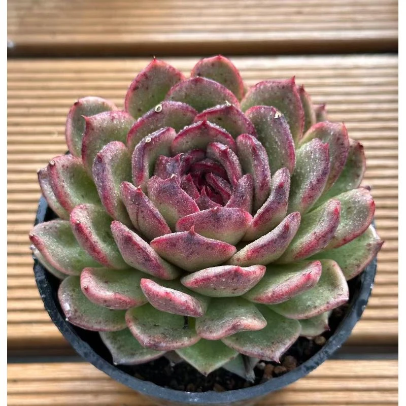 10#巧克力月亮多肉植物sm0667      前男友精品多肉