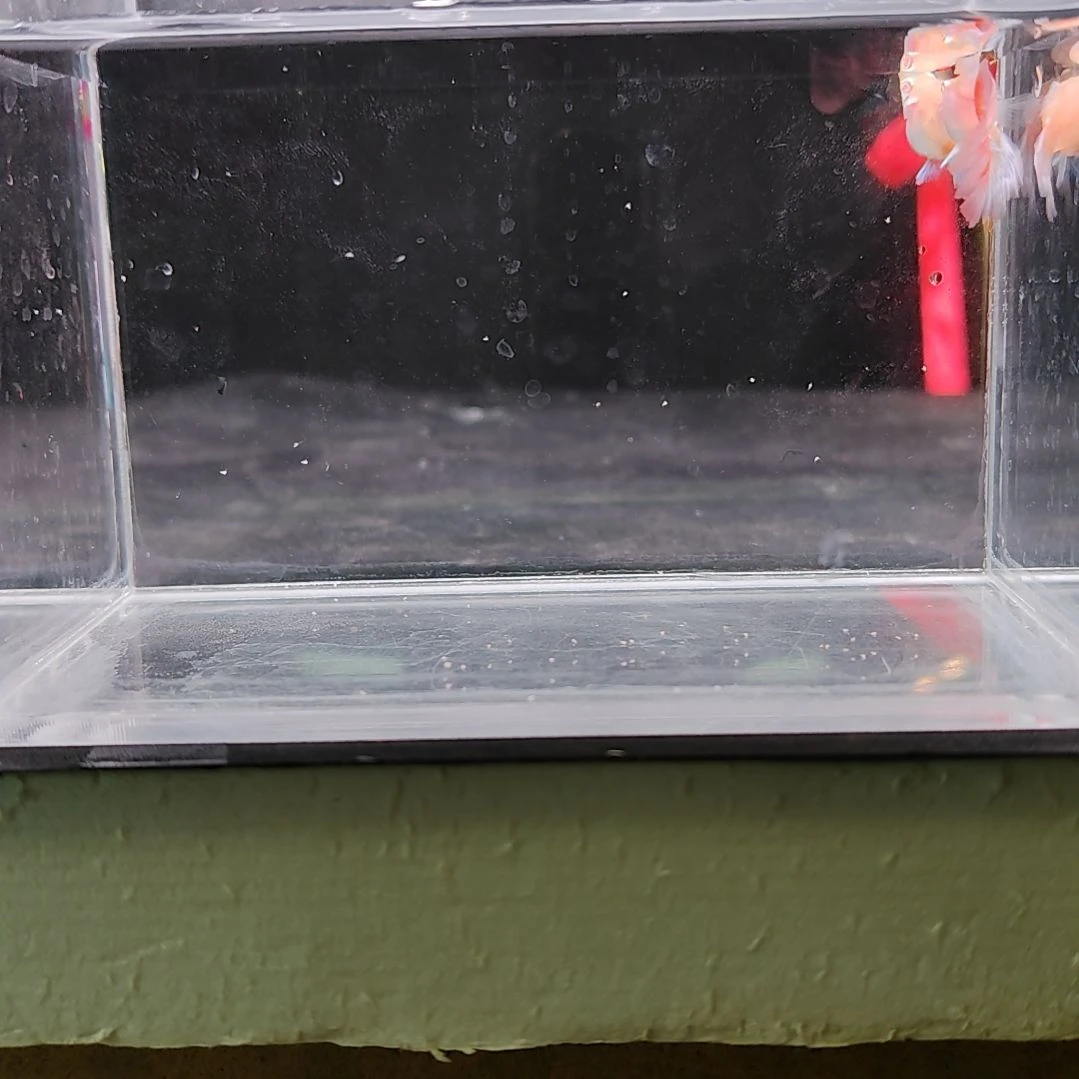 孔雀鱼编号21火烧云球