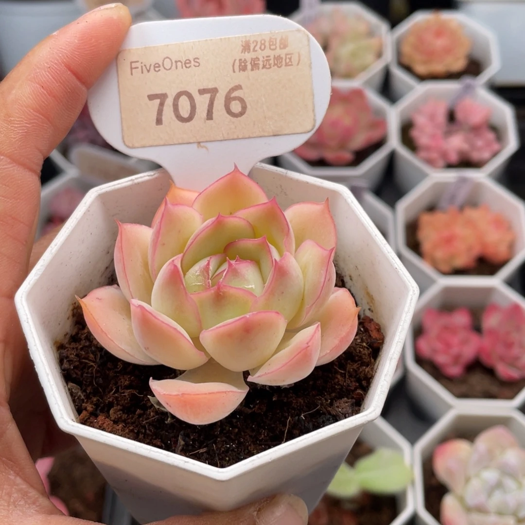 采荷7076-5.0厘米
