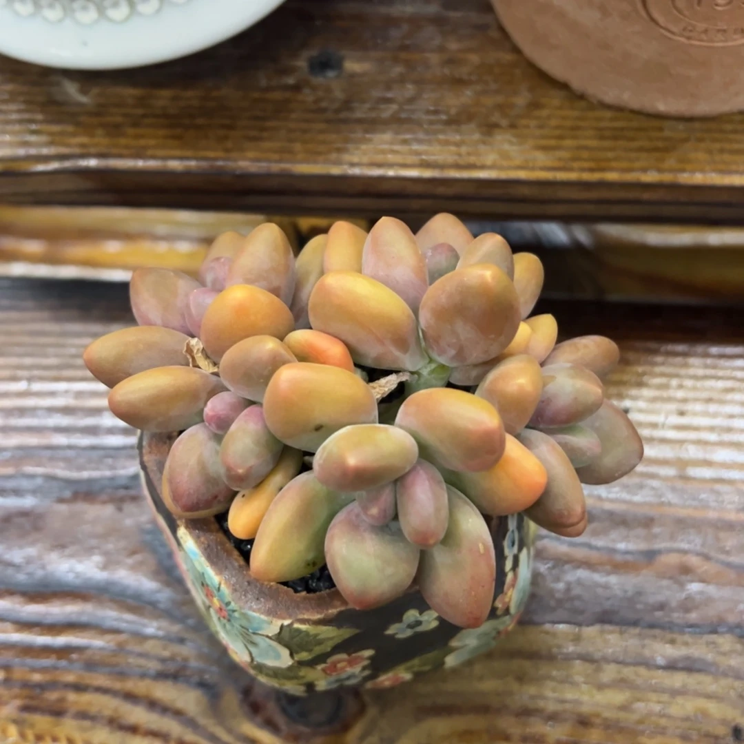 张张精品多肉芒果奶